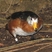 African Pygmy-goose